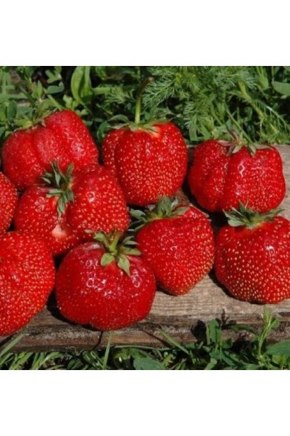 Полуниці садові Гігантела - великі яскраво-червоні ягоди